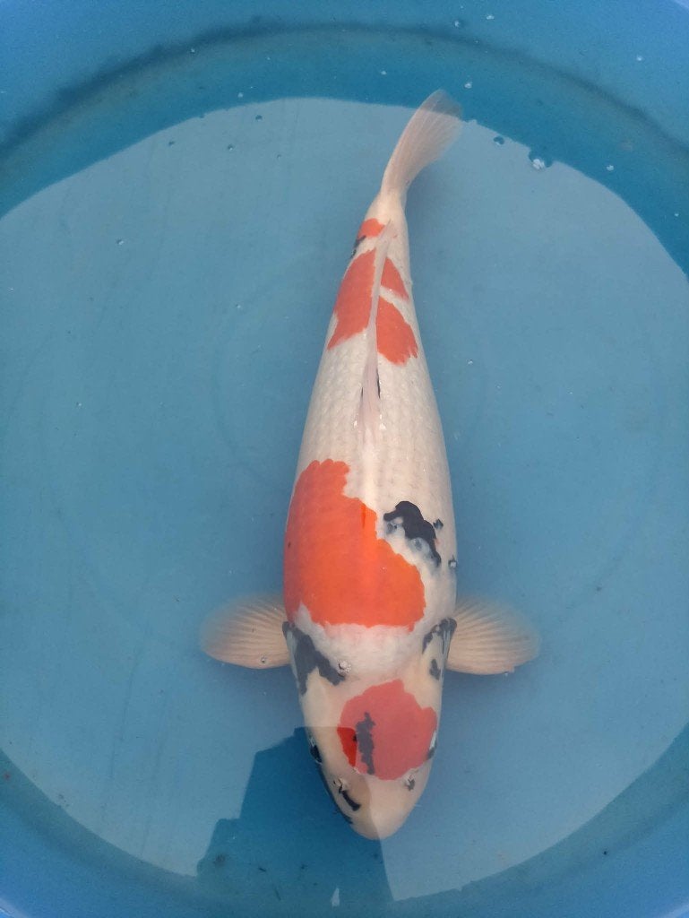 Japanse koi, Dieren en Toebehoren, Karper of Koi