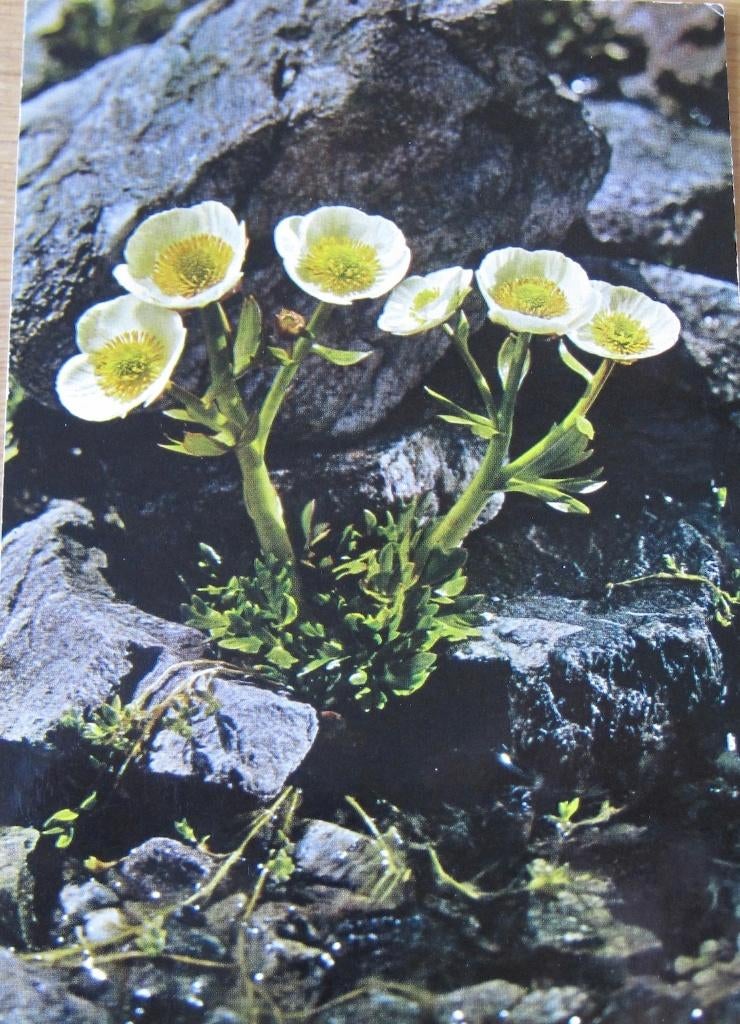 Gletsjer ranonkel - Alpen bloem op nieuwe ansichtkaart, Verzenden, 1980 tot heden, Ongelopen, Natuur