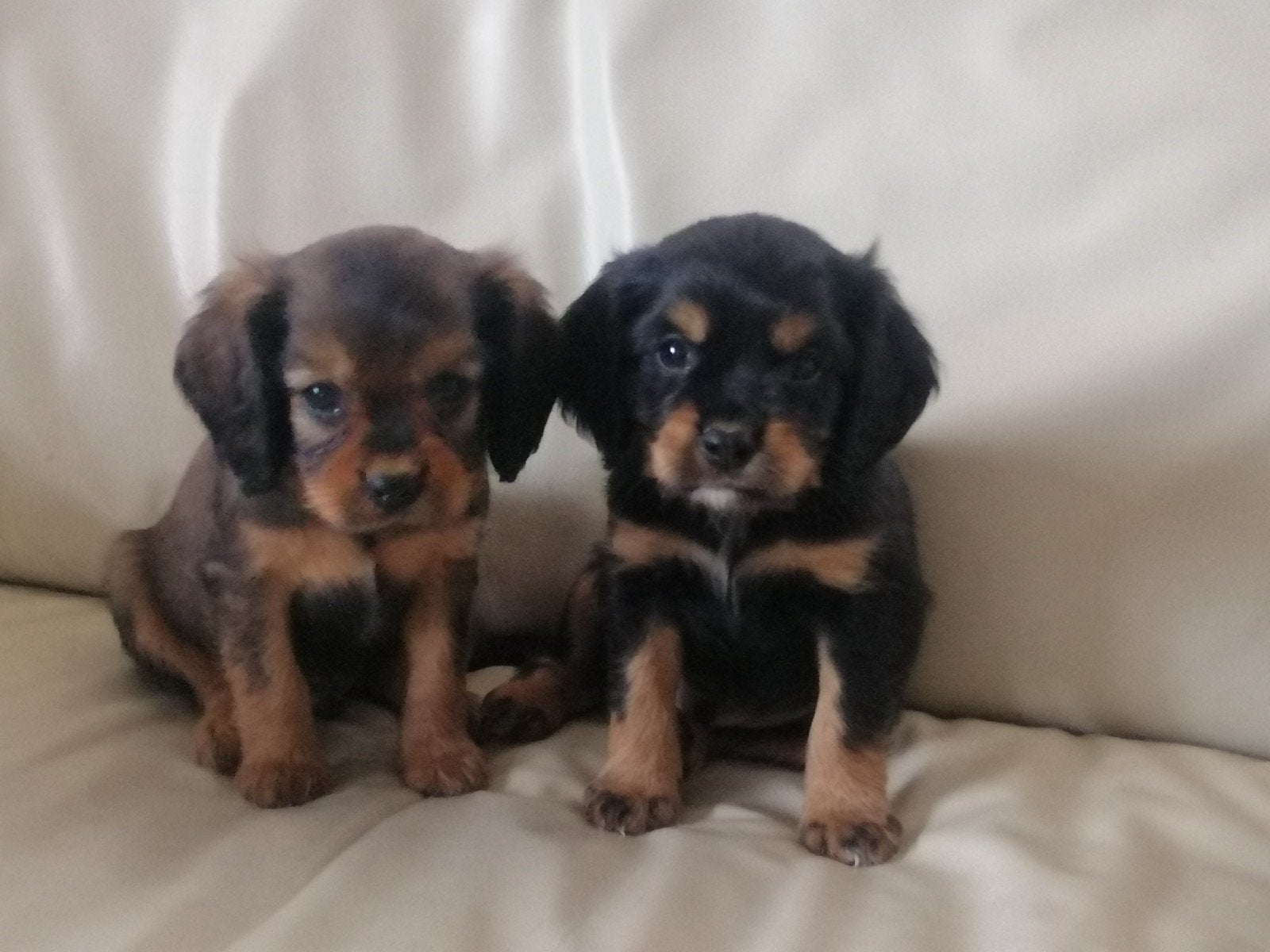 Cavalier King Charles kruising pups, Parvo, Overige rassen, 8 tot 15 weken, Meerdere