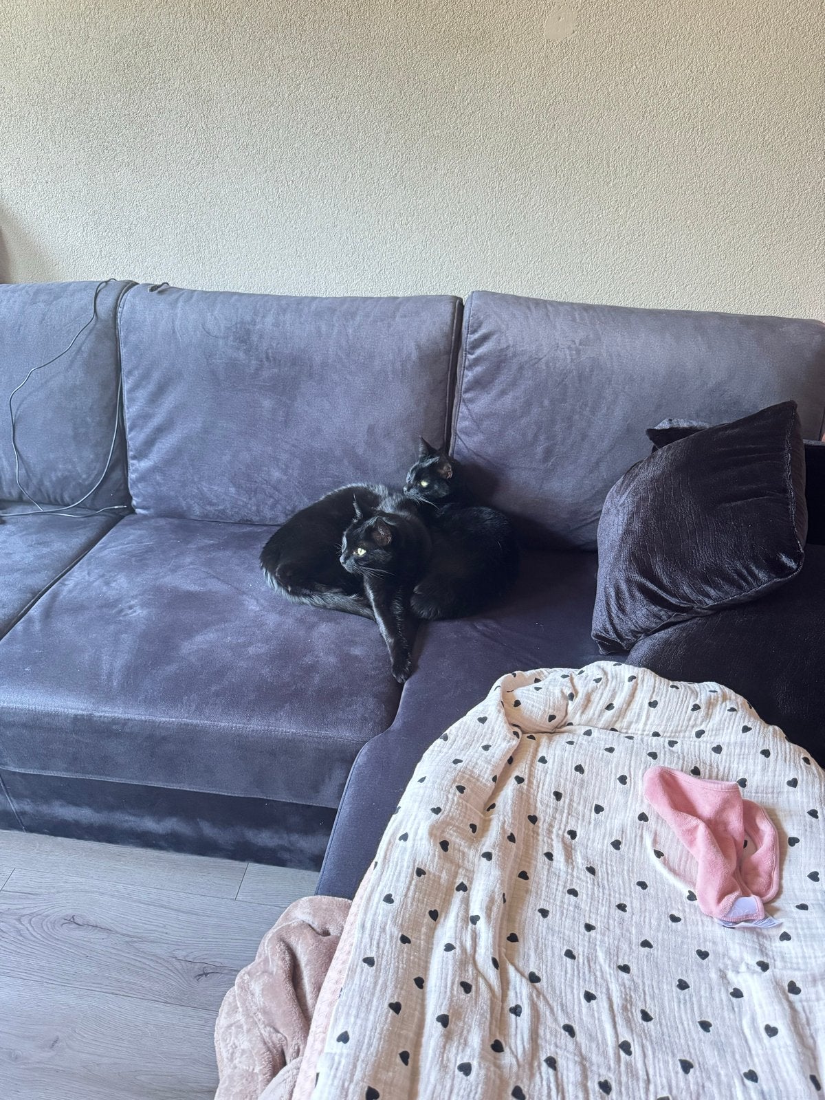 2 zwarte katten, 7 en 8 jaar oud, Kater, Kortharig, 6 jaar of ouder