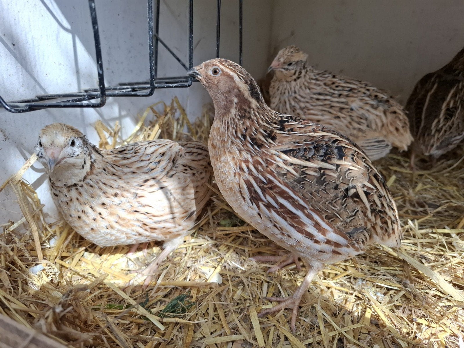 Japanse kwartels, Dieren en Toebehoren, Meerdere dieren, Overige soorten