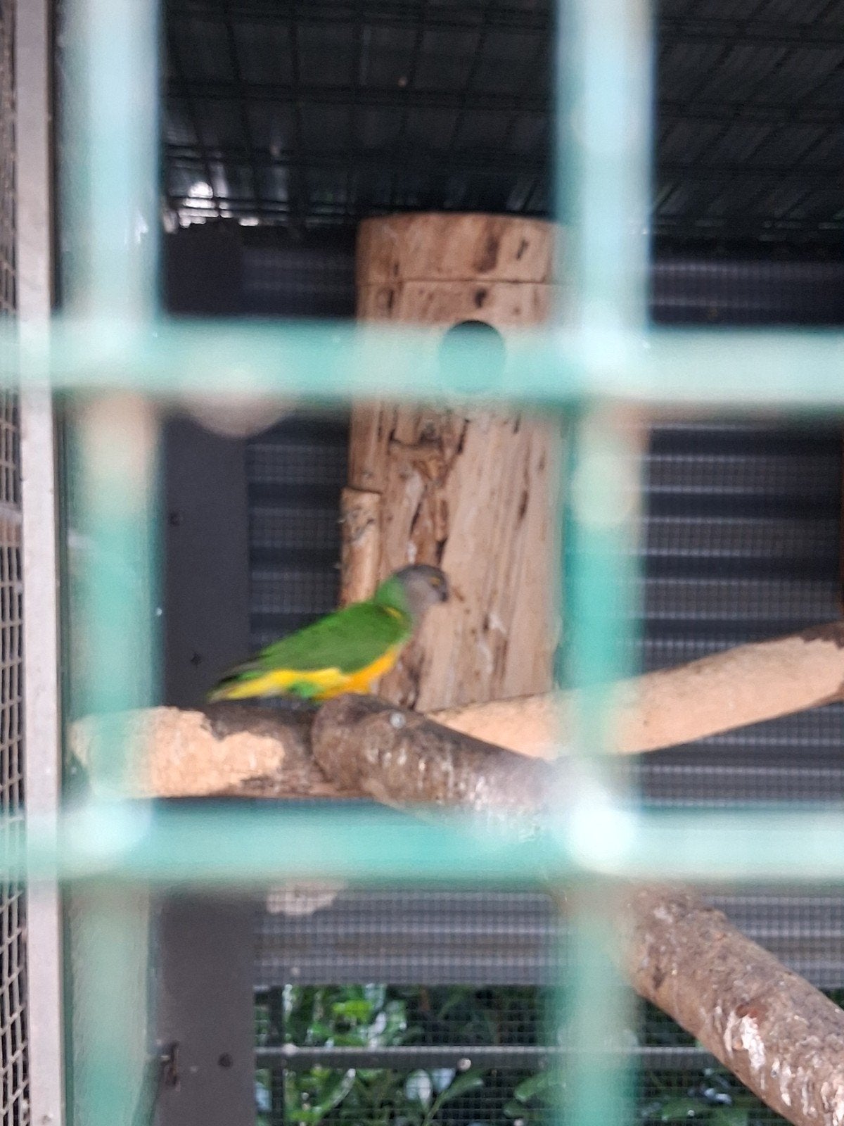 2 koppels  bonte boeren  met sex papieren, Dieren en Toebehoren, Vogels | Parkieten en Papegaaien, Meerdere dieren, Papegaai