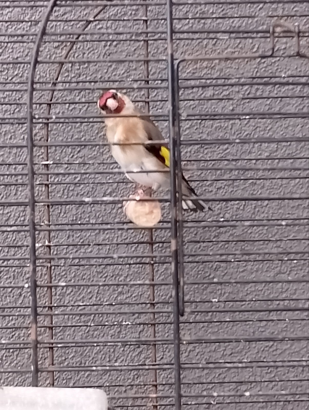 Putter man, Mannelijk, Wildzangvogel