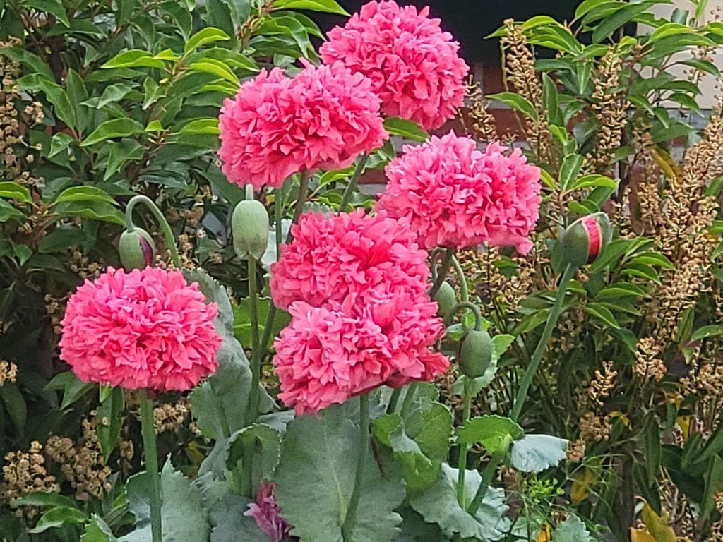 Zaden Papaver roze, Verzenden, Volle zon