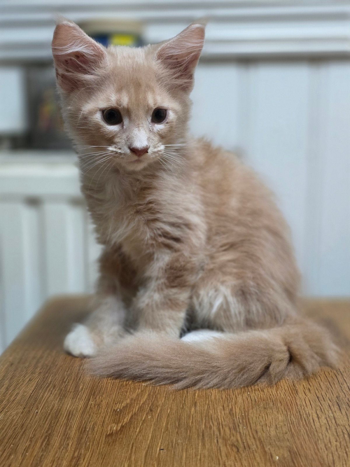 Schitterende Maine Coon kittens polydactyl, Meerdere dieren, Gechipt, 0 tot 2 jaar