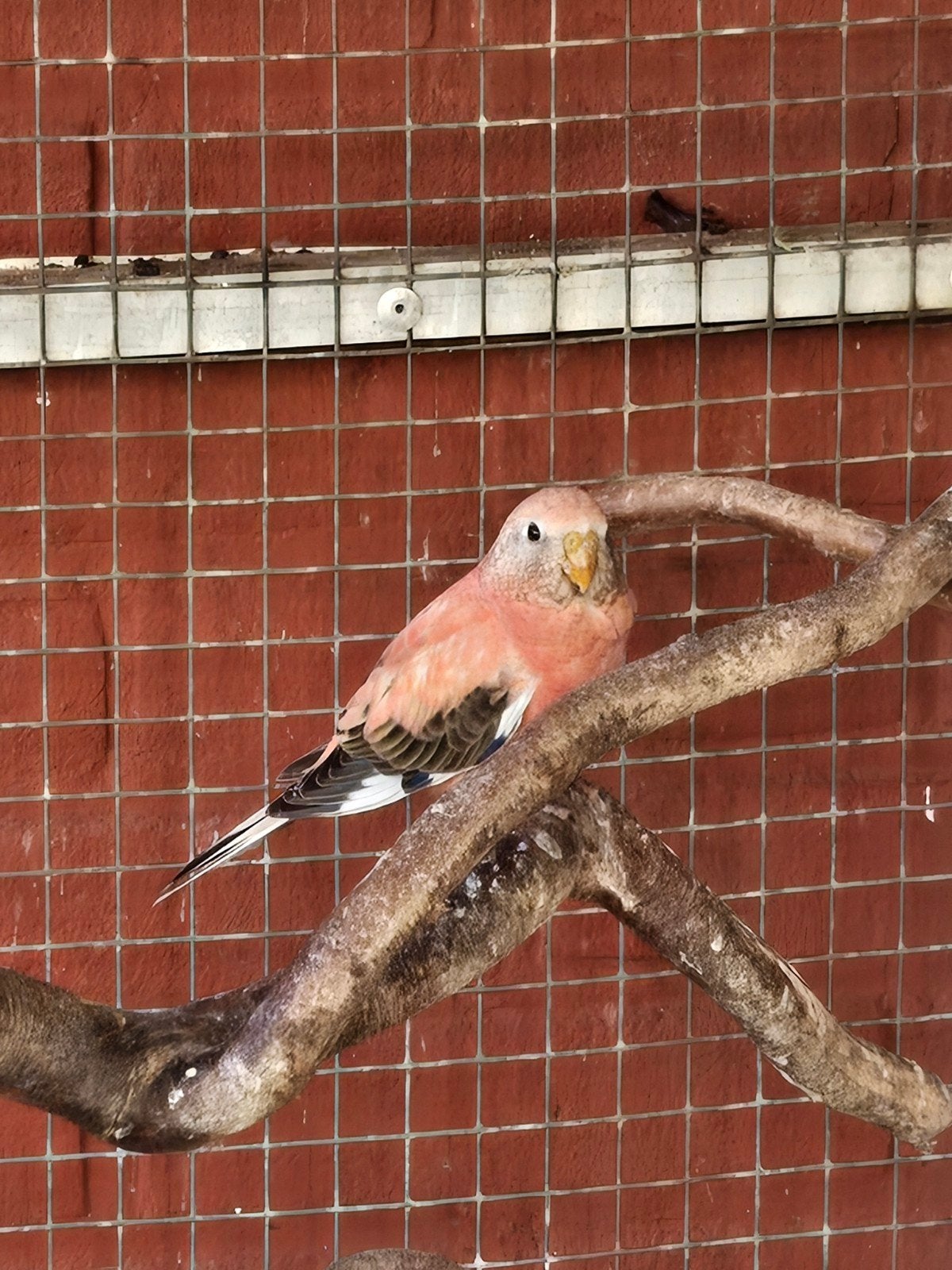 Bourkesparkieten, Meerdere dieren, Parkiet