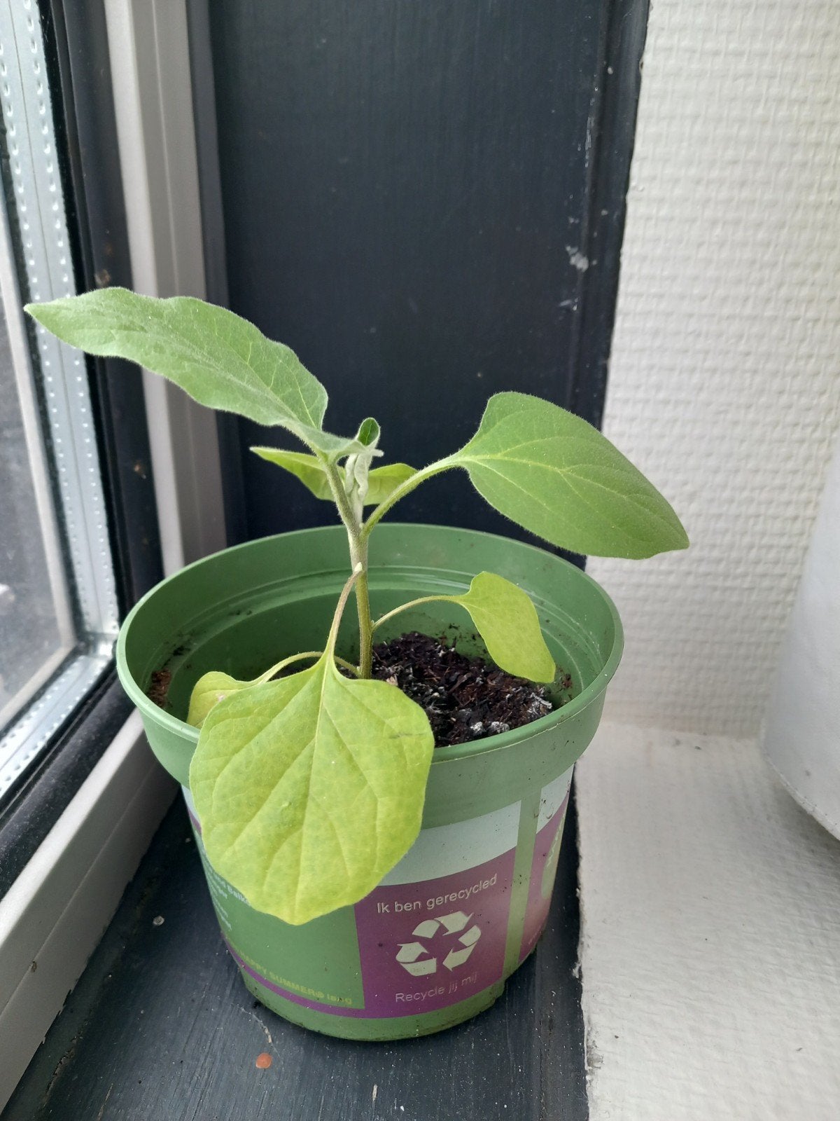 Aubergine plantje - Kweek je eigen aubergines!, Ophalen of Verzenden