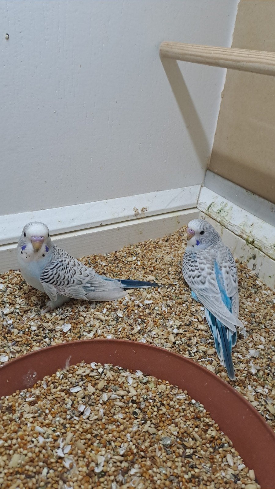 6 jonge grasparkieten, Meerdere dieren, Parkiet, Tam