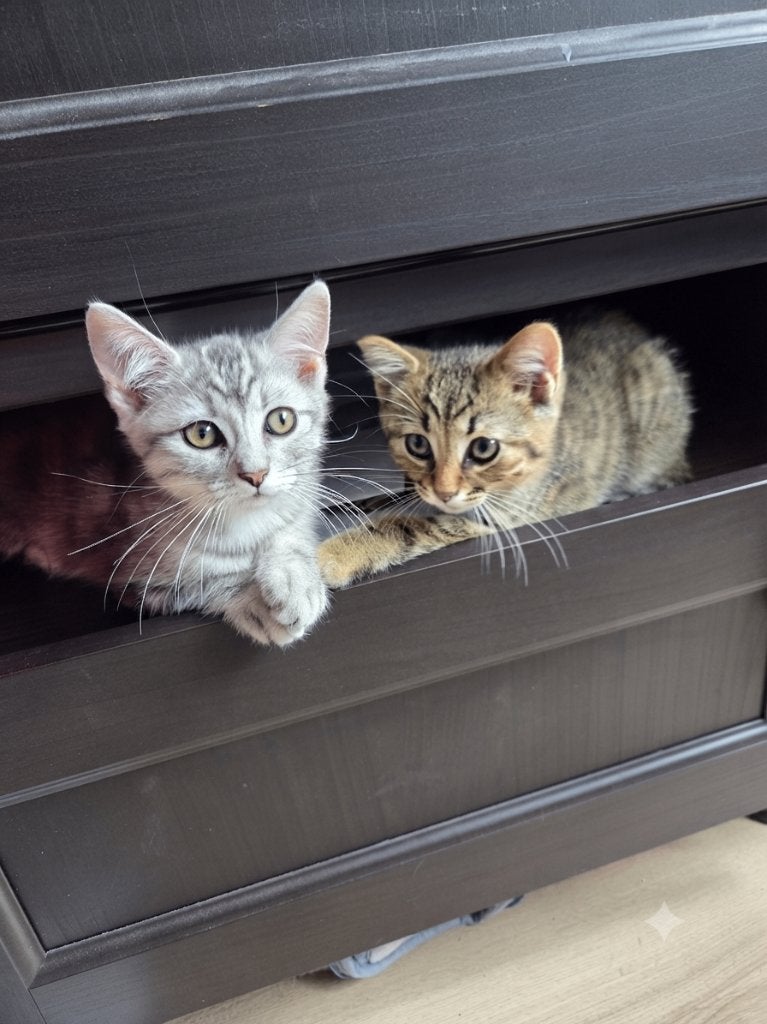 Poesje, Poes, 0 tot 2 jaar