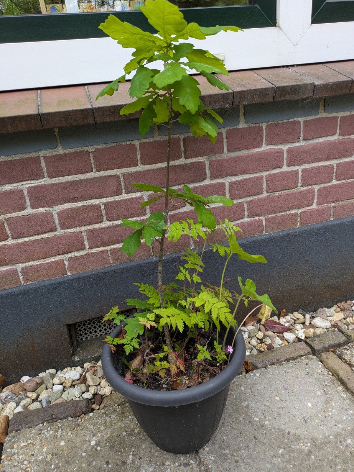 Zomereik 3 jaar oud 80 cm hoog, Ophalen, Volle zon, Overige soorten, Minder dan 100 cm