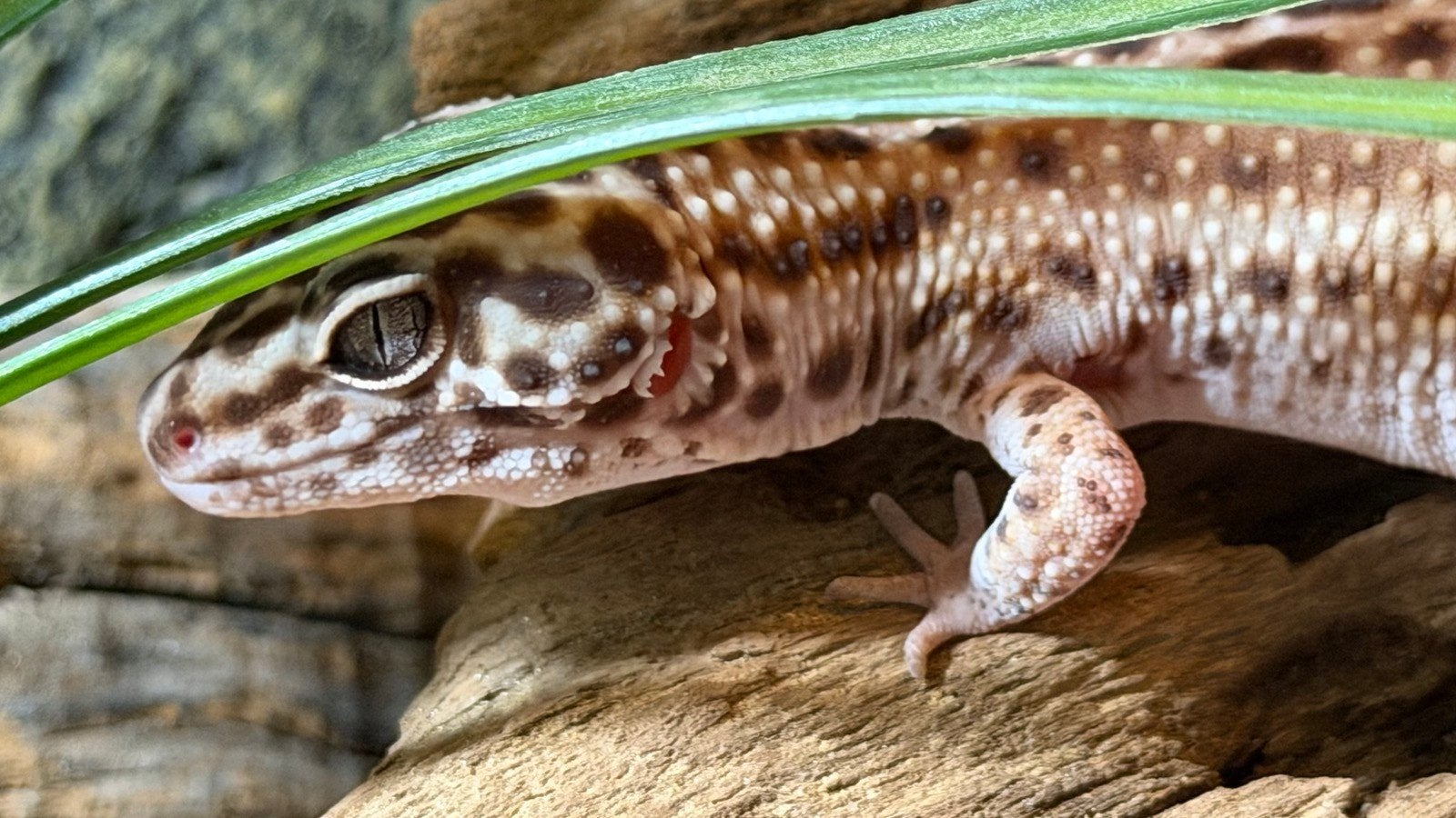Luipaardgekko met terrarium Leopard Gecko photo 4