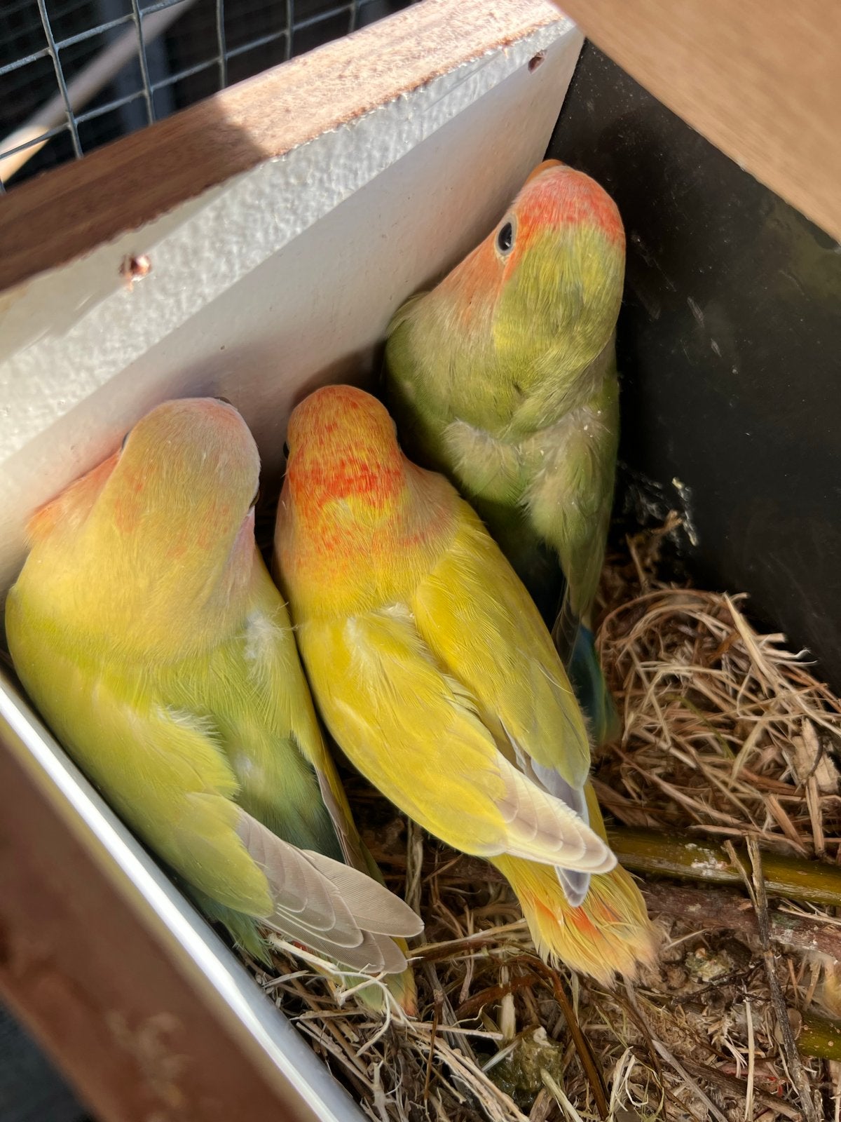 Agapornis roseicollis jonkies, Dieren en Toebehoren, Vogels | Parkieten en Papegaaien, Geslacht onbekend, Dwergpapegaai of Agapornis