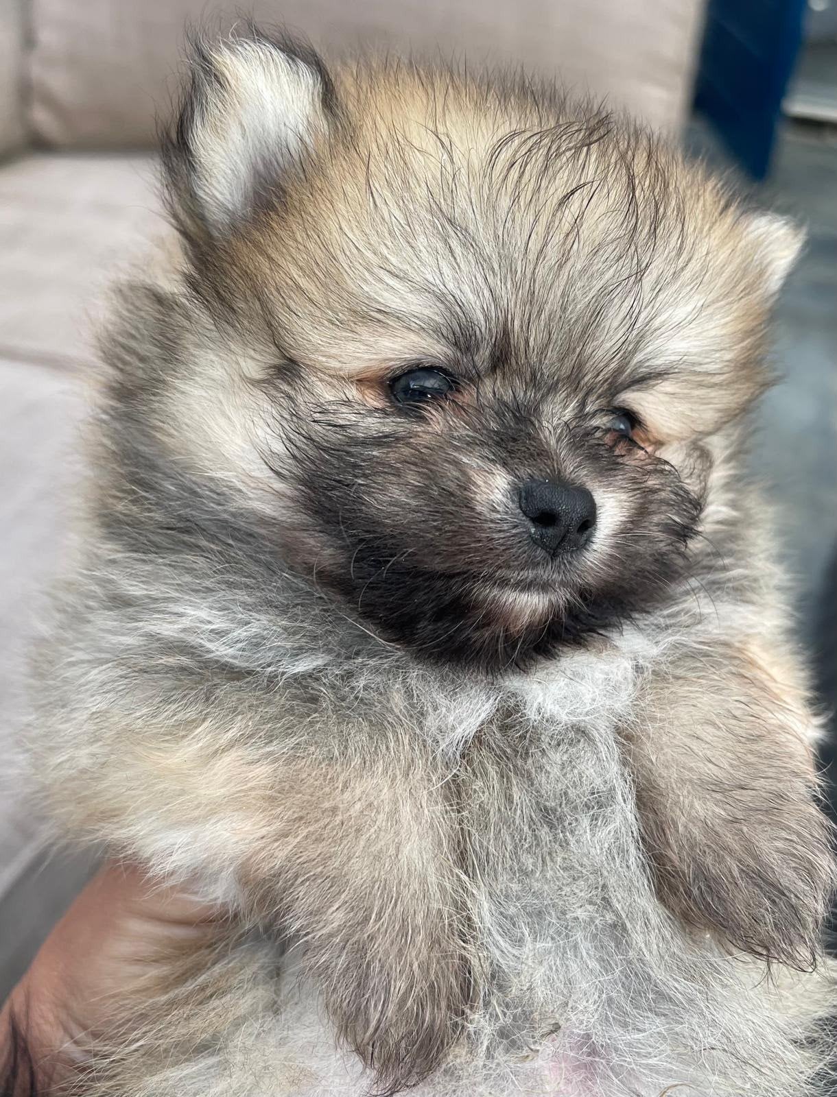 Pomeriaan pups, Keeshond, HCC (leverziekte), 8 tot 15 weken, Meerdere