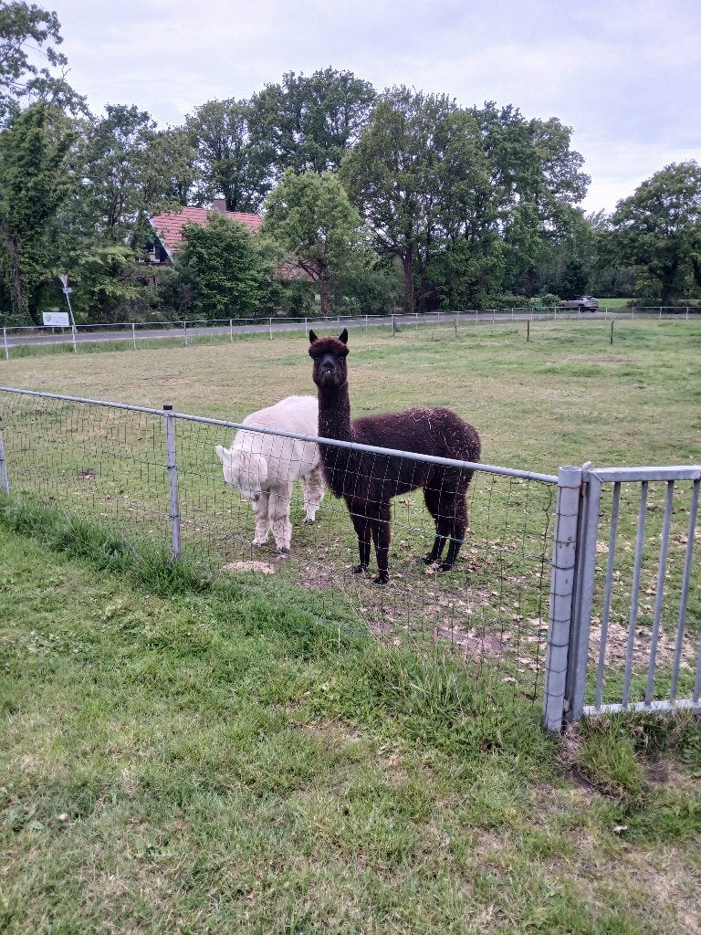 Alpaca, Dieren en Toebehoren, Overige Dieren, April, Vrouwelijk