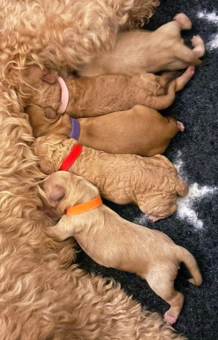 Labradoodle pups verwachtte grootte 44 cm, CDV (hondenziekte), 8 tot 15 weken, Meerdere, Meerdere dieren
