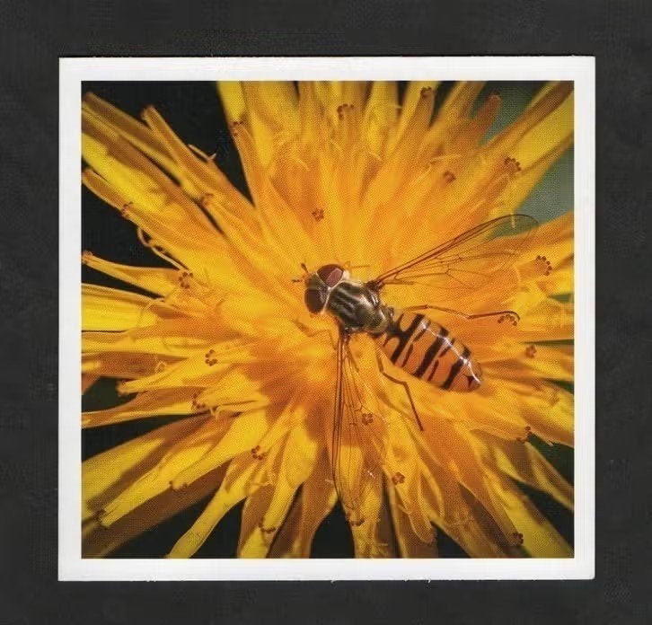 Insect Kleine Bandzweefvlieg Syrphus Vitripennis., Verzamelen, Ophalen of Verzenden, 1980 tot heden, Ongelopen, Overige soorten