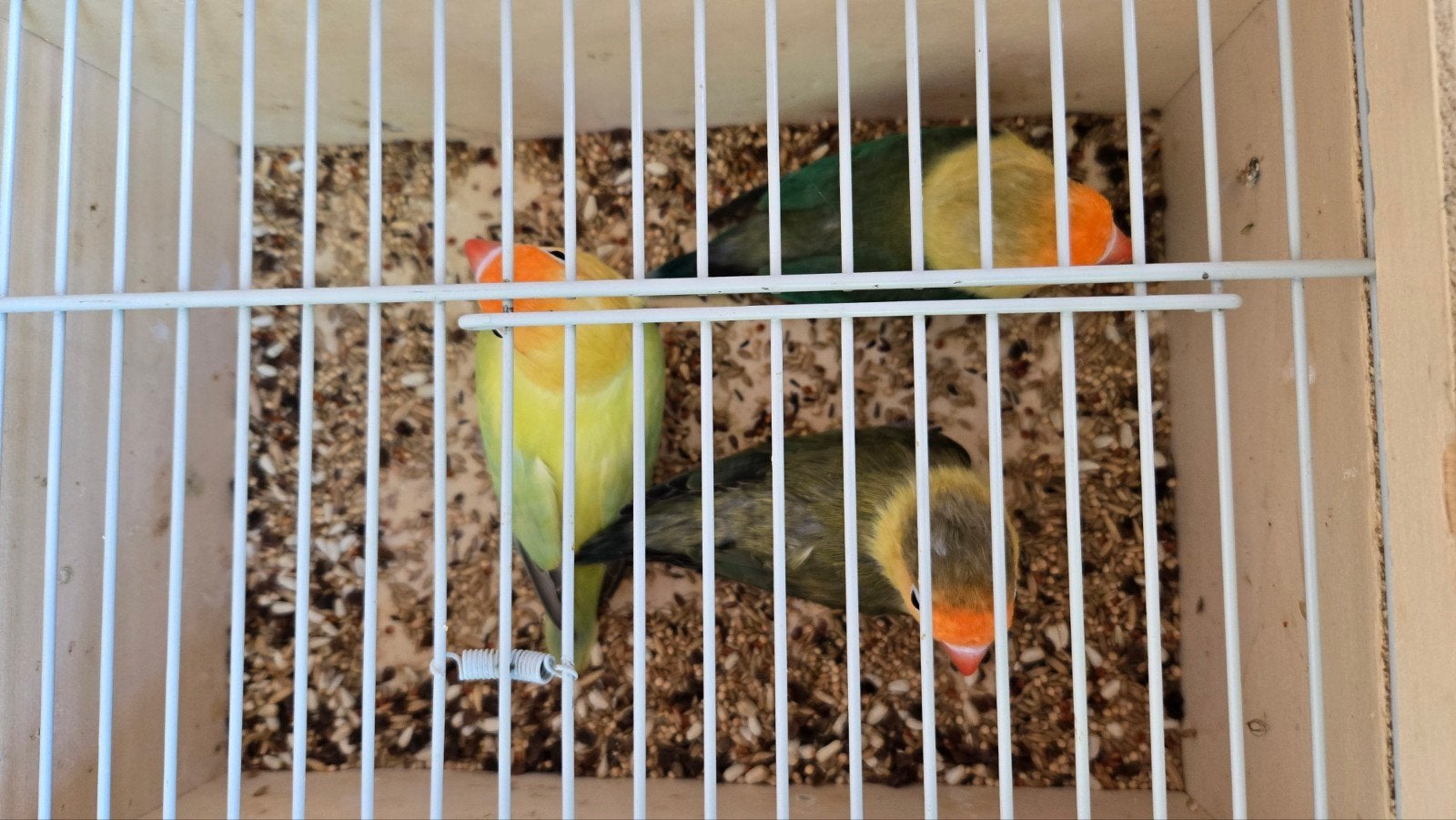 Tekoop fischeri's, Dieren en Toebehoren, Vogels | Overige Vogels, Meerdere dieren