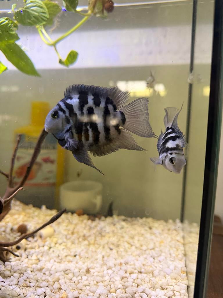 blue polar Parrot Cichlid vissen, Dieren en Toebehoren, Vis
