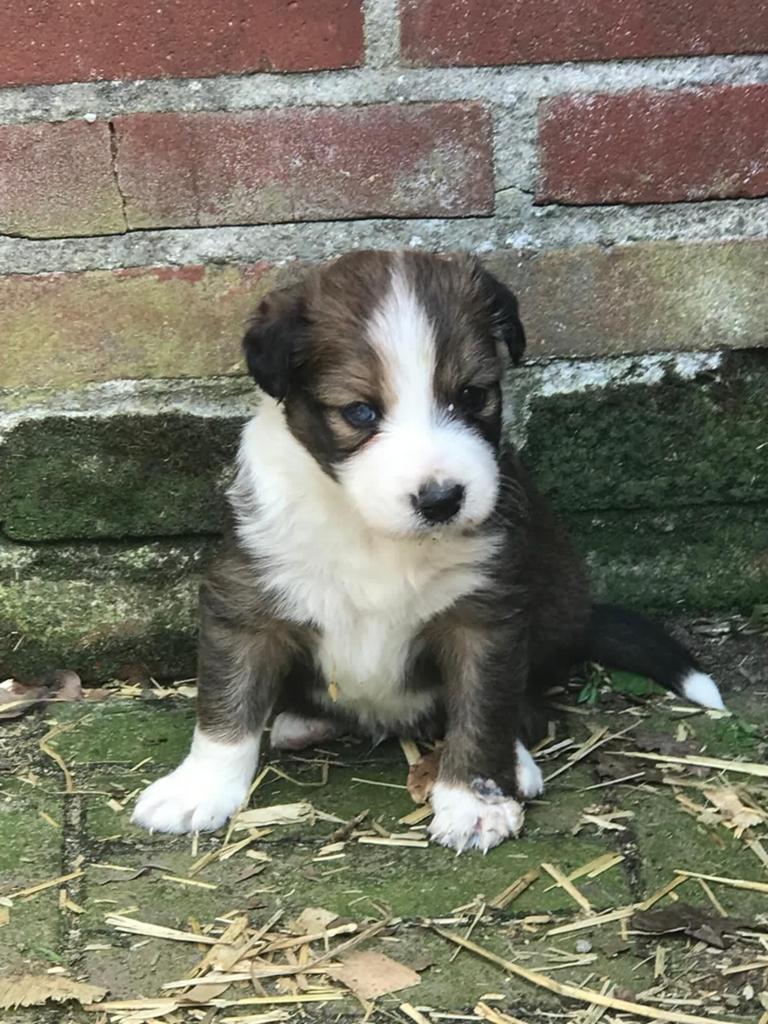 Mooi border collie ,bordercollie pups, Parvo, 8 tot 15 weken, Collie, Meerdere