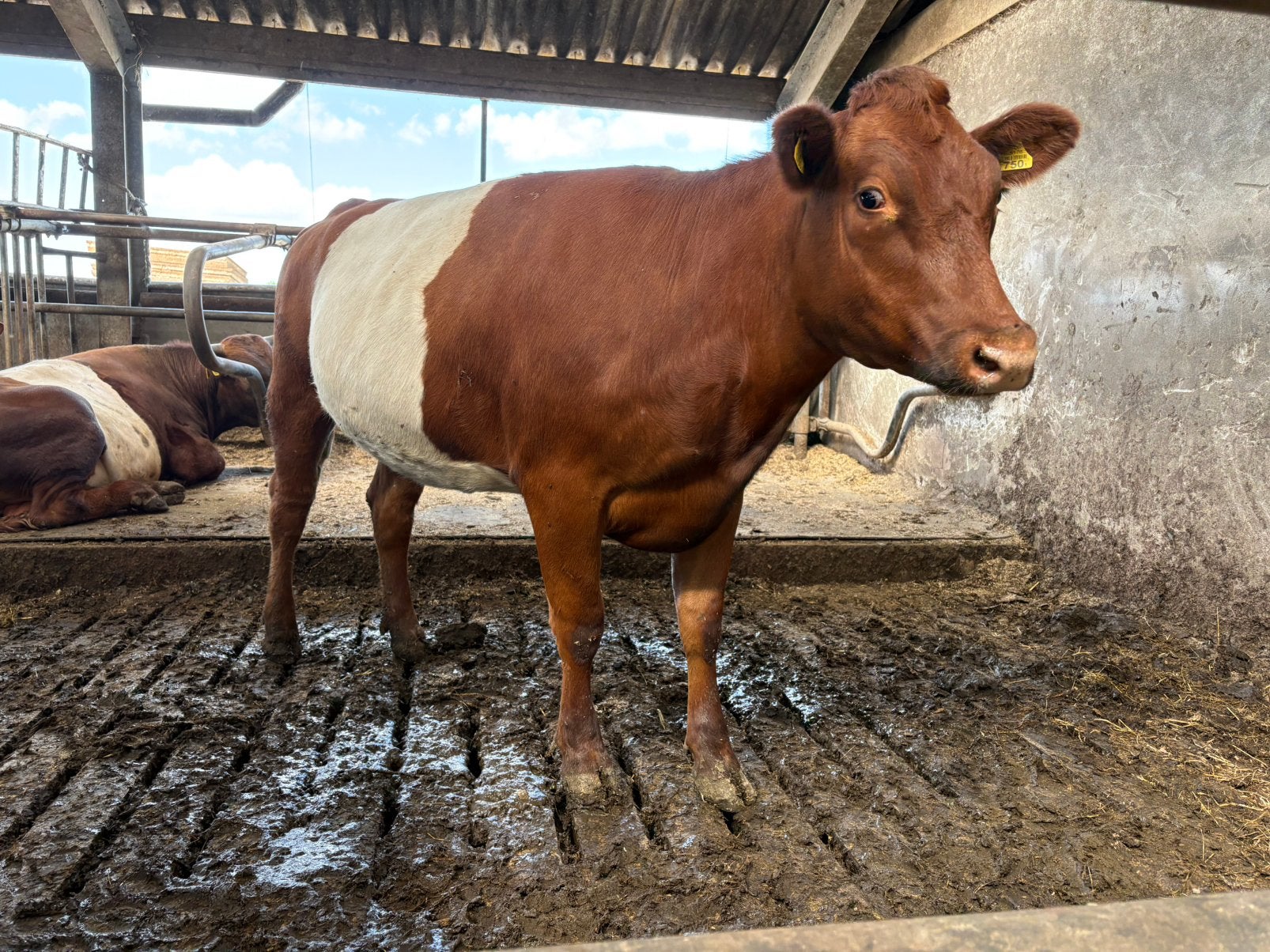 Rode Lakenvelders & BB dekstier, Dieren en Toebehoren, Runderen, Meerdere dieren, 0 tot 2 jaar