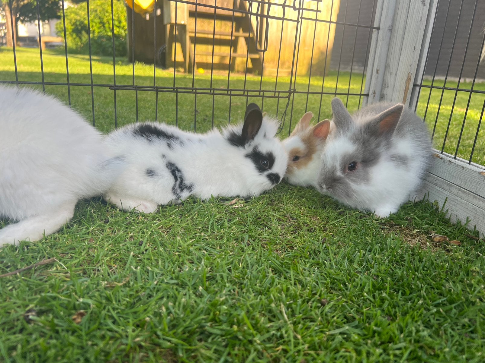 Teddy dwerg konijntjes, Dieren en Toebehoren, Meerdere dieren, Dwerg