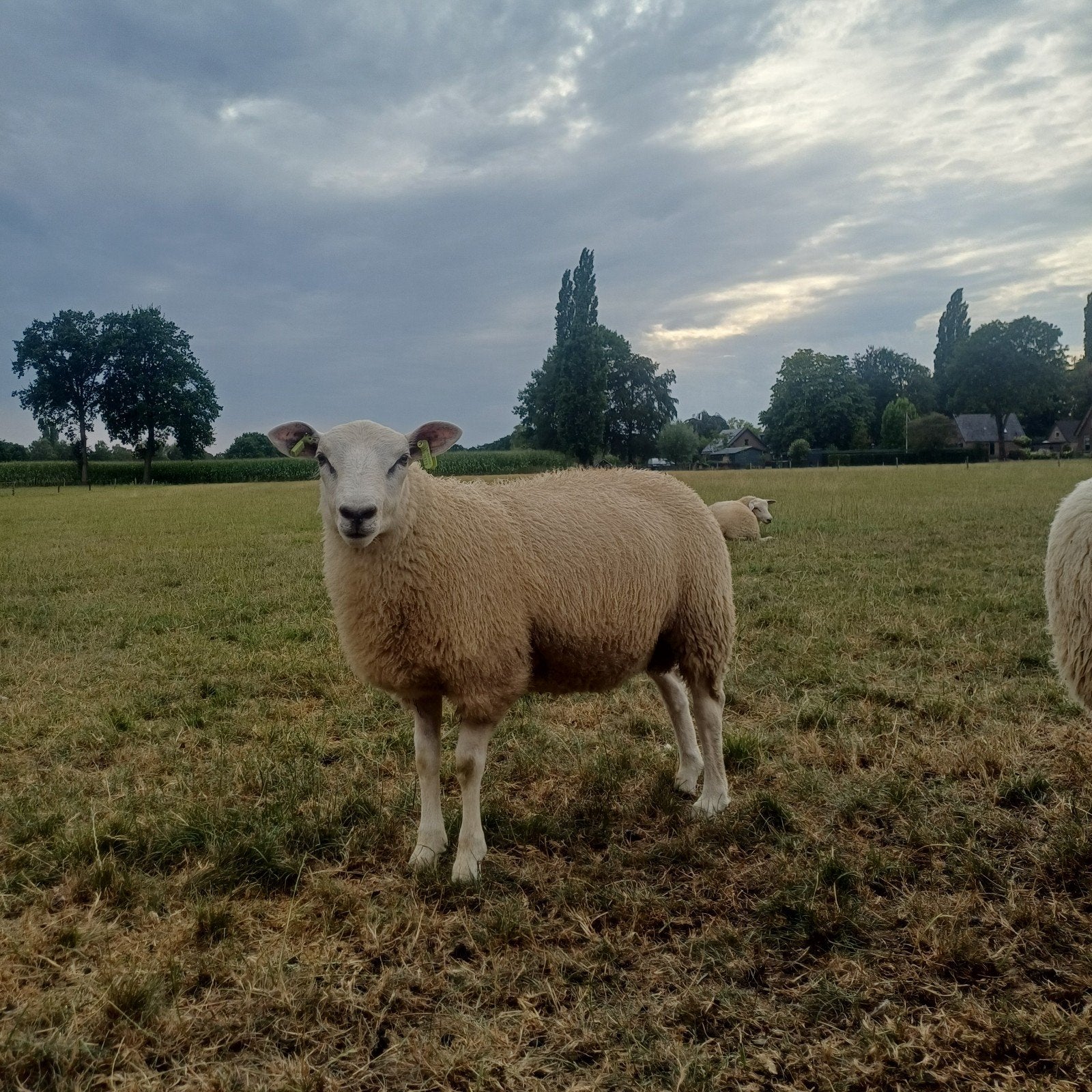 swifter stamboek dekrammen, Mannelijk, Schaap
