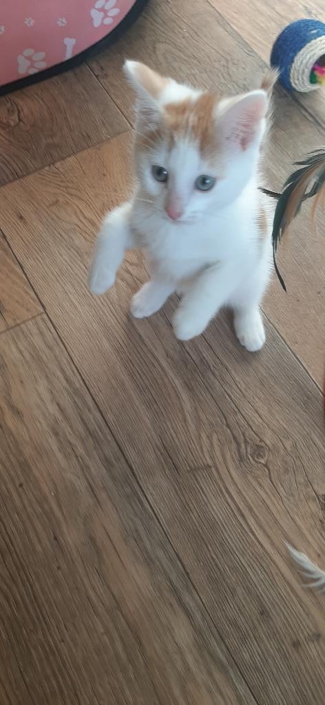 kittens mix, Dieren en Toebehoren, Katten en Kittens | Raskatten | Korthaar, Meerdere dieren, Ontwormd, 0 tot 2 jaar