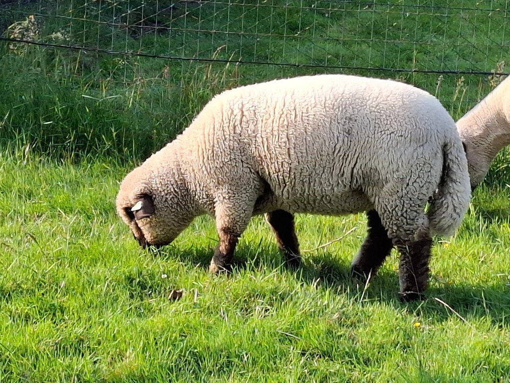 Hampshire down schaap / schapen, Dieren en Toebehoren, Schapen, Geiten en Varkens, Vrouwelijk, Schaap, 0 tot 2 jaar
