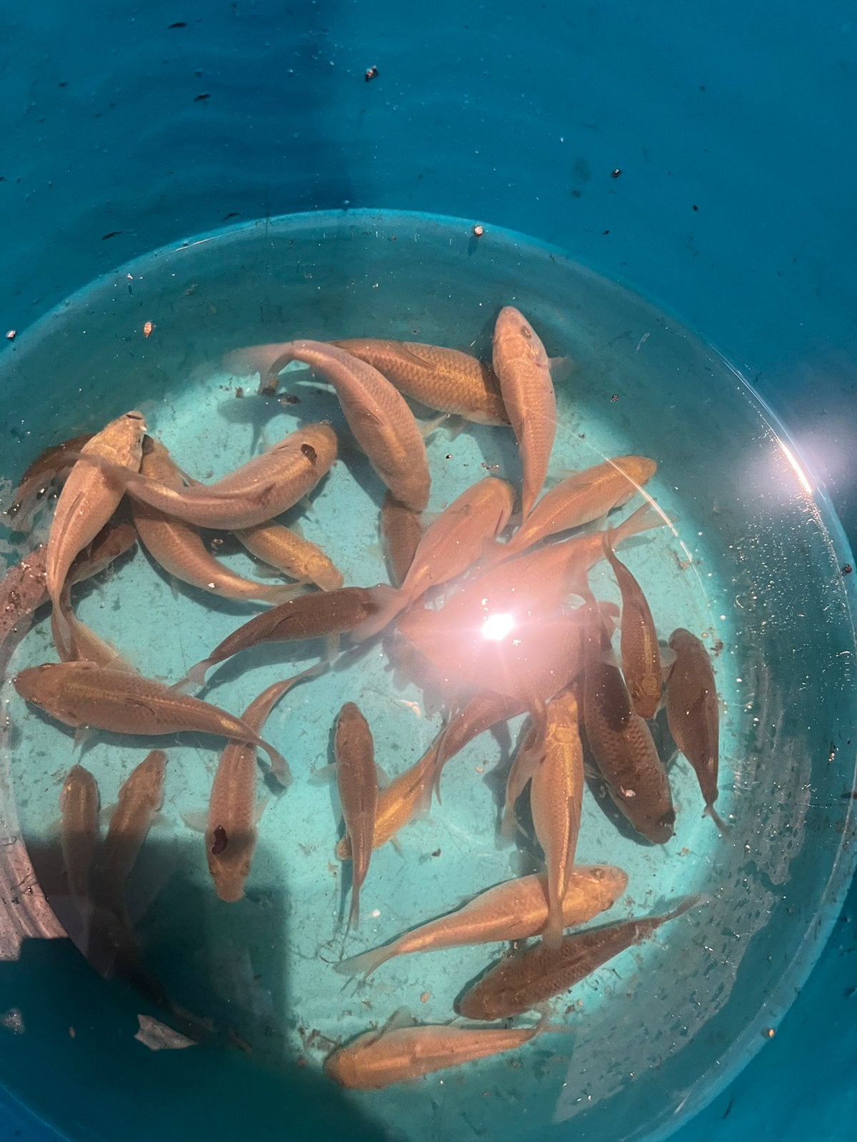 Koi chagoi, Karper of Koi