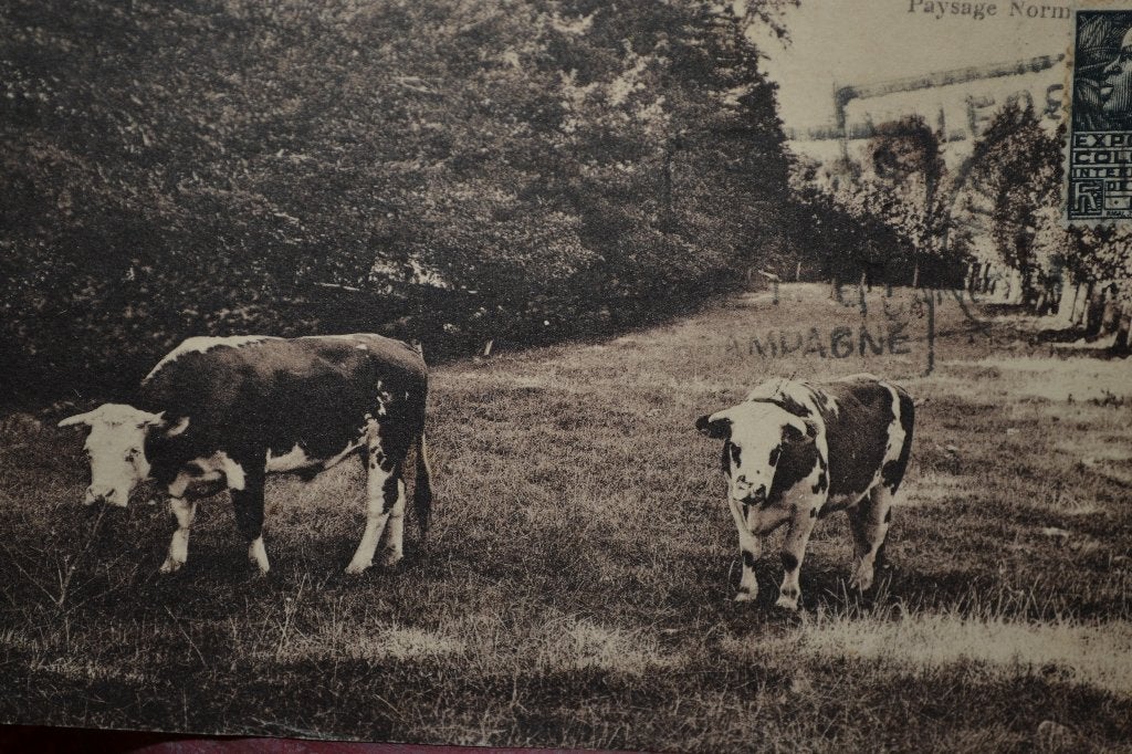 frankrijk 1910 vee koeien rund in wei villers sur mer, Ophalen of Verzenden, Voor 1920, Gelopen, Sterren en Beroemdheden