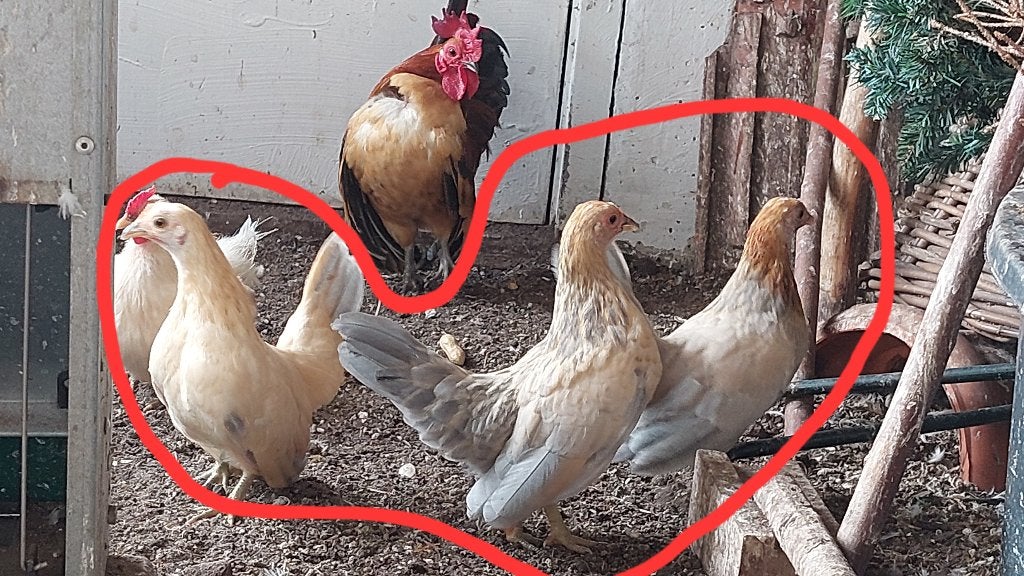 Serama, Dieren en Toebehoren, Vrouwelijk, Kip
