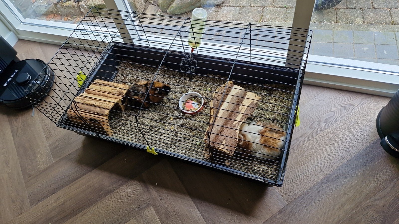 2 lieve tamme cavia's, Dieren en Toebehoren, Knaagdieren, Vrouwelijk, Tam, Maart, Cavia
