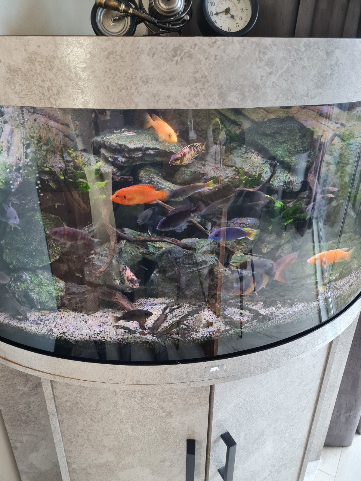 juwel trigion 190 aqaurium, Dieren en Toebehoren, Ophalen, Verwarming, Juwel, Gevuld zoetwateraquarium