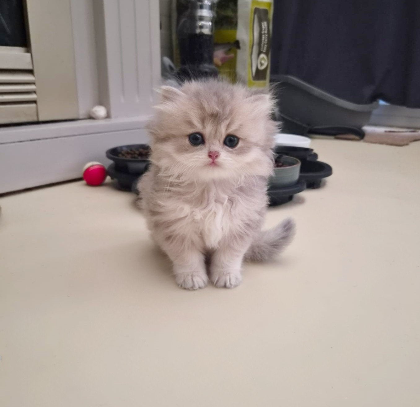 Brits kort en langhaar kittens, Meerdere dieren, Ontwormd