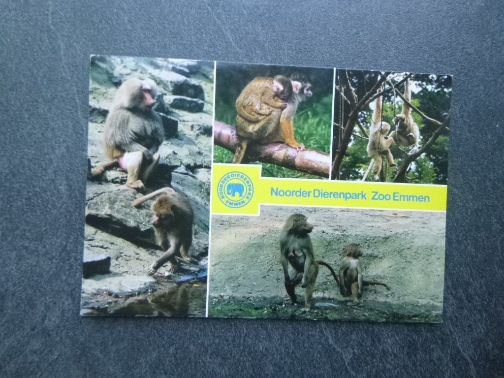 Emmen, Noorder dierenpark/apen 1986, Verzamelen, Ansichtkaarten | Nederland, Verzenden, 1980 tot heden, Gelopen, Drenthe