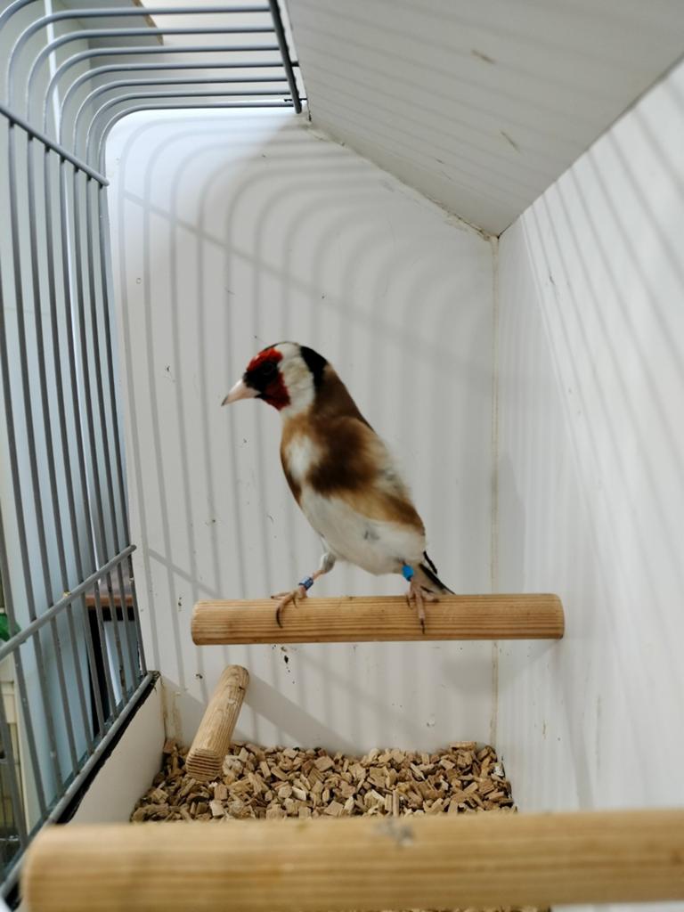 Kweek koppel bloem/parva putters, Dieren en Toebehoren, Meerdere dieren, Wildzangvogel