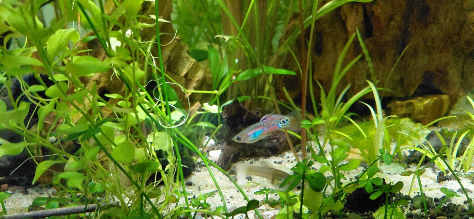 endler guppies per 5, Vis, Zoetwatervis, Schoolvis