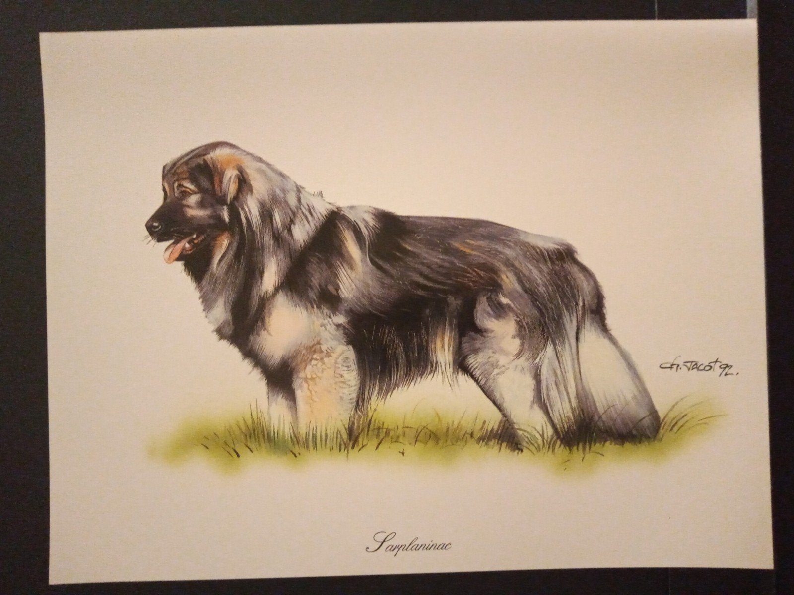 Sarplaninac - kunstprent - levensecht - Ch Jacot tekenaar, Verzenden, 1980 tot heden, Zo goed als nieuw, Dier