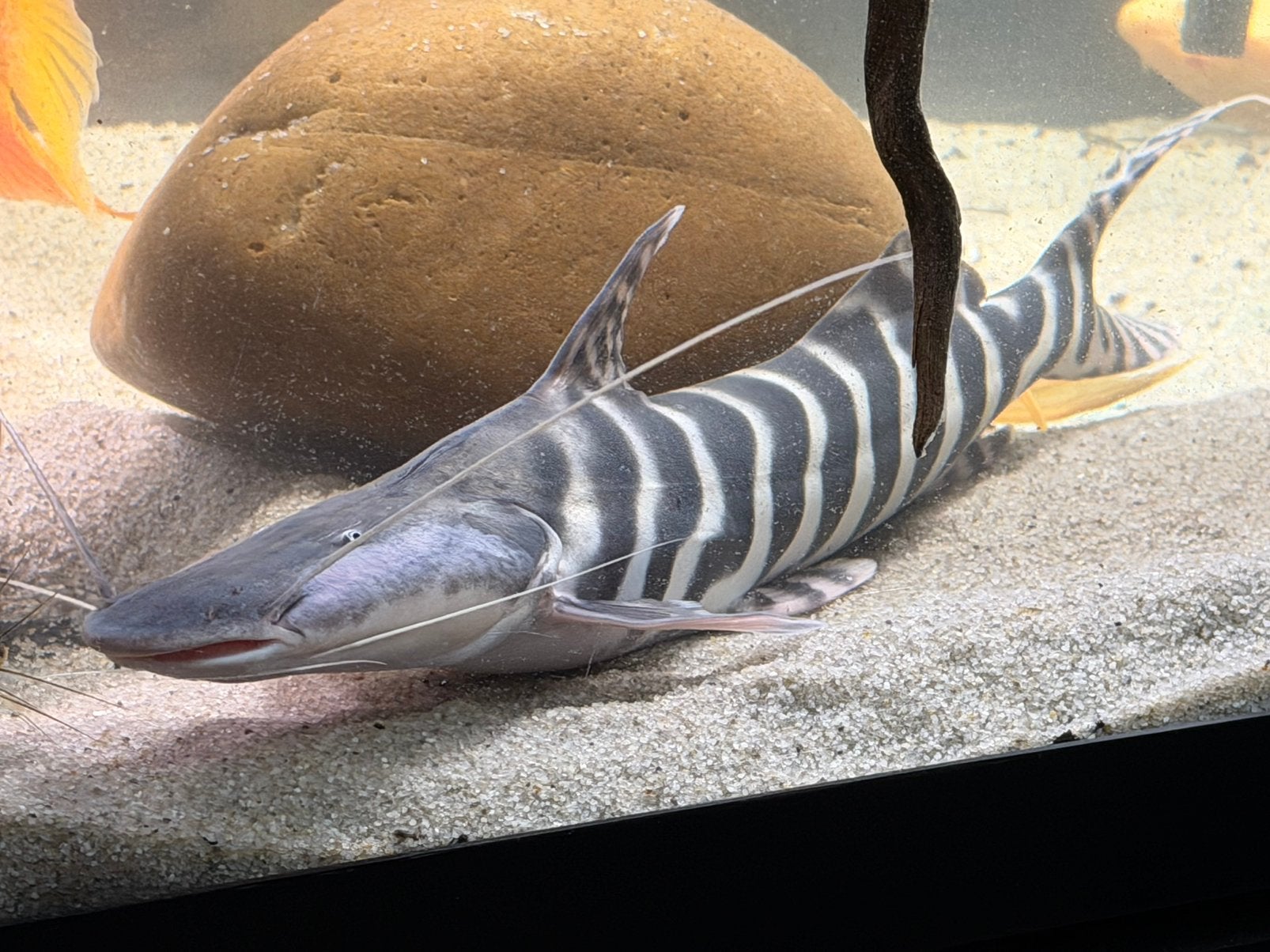 Tigrinus zebra meerval, Vis