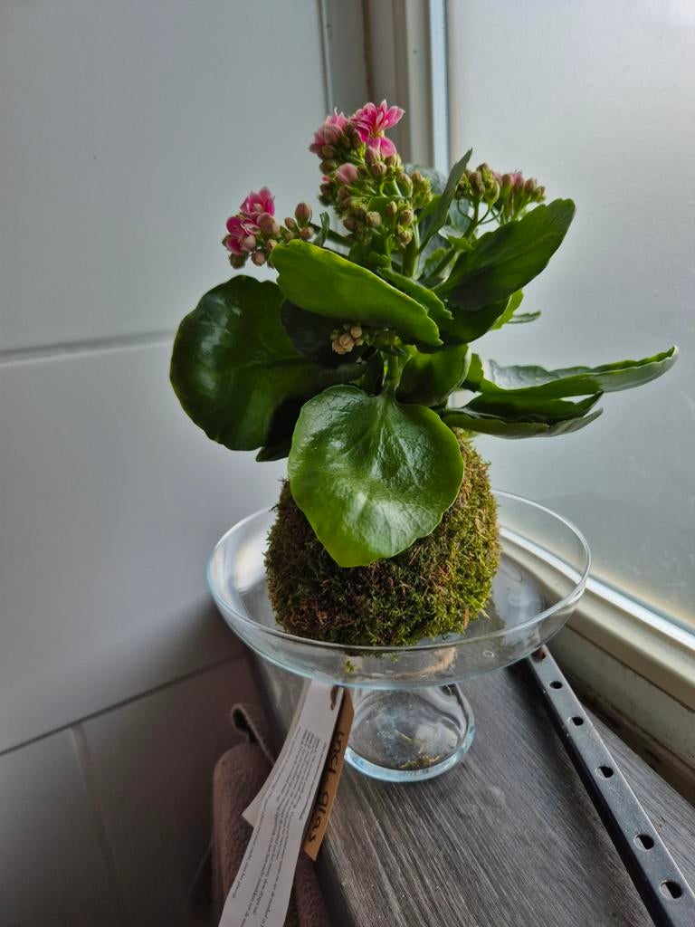 Kalanchoë mosbol met glas, Huis en Inrichting, Kamerplanten, Overige soorten, Minder dan 100 cm, Bloeiende kamerplant, Halfschaduw