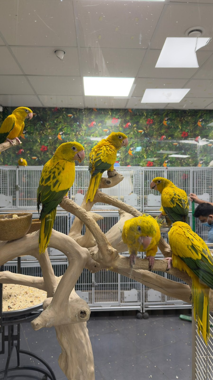Jonge goudparkieten, Dieren en Toebehoren, Vogels | Parkieten en Papegaaien, Meerdere dieren, Papegaai, Pratend