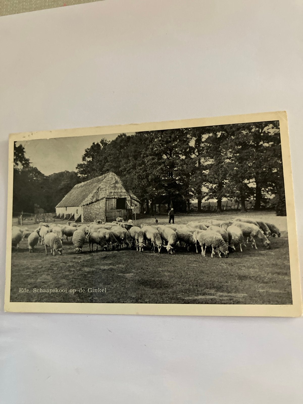 Oude Ansichtkaart Ede, Schaapskooi op de Ginkel, Ophalen of Verzenden, Voor 1920, Gelopen, Gelderland