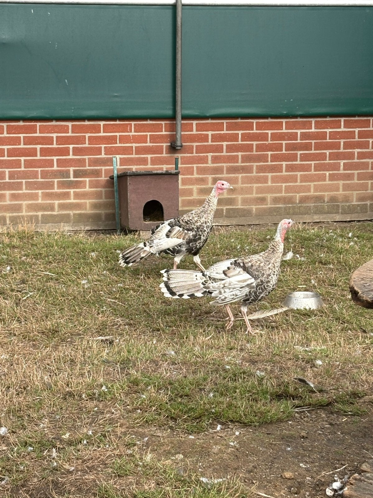 2 jonge kalkoenen, Dieren en Toebehoren, Pluimvee, Geslacht onbekend, Kalkoen