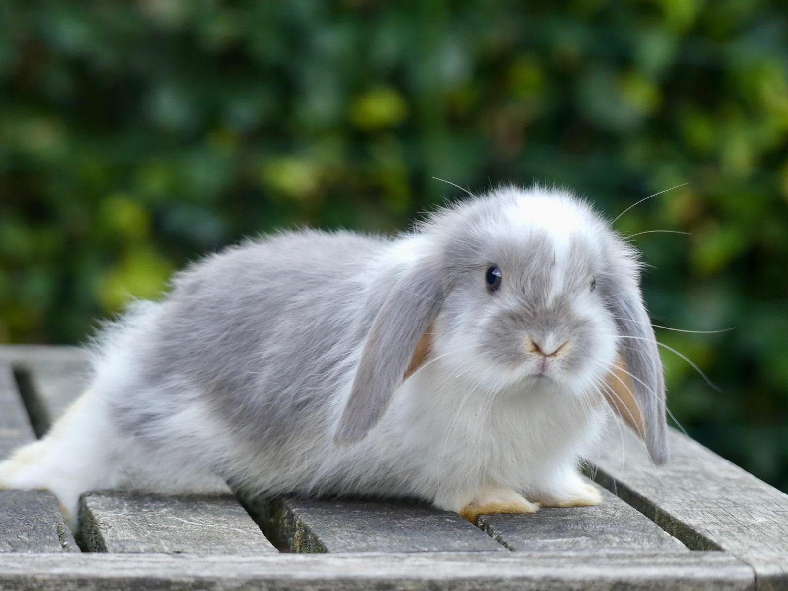 Mooie en tamme Nederlandse hangoordwerg konijntjes!, Dieren en Toebehoren, Konijnen, Meerdere dieren, Dwerg, Hangoor, 0 tot 2 jaar
