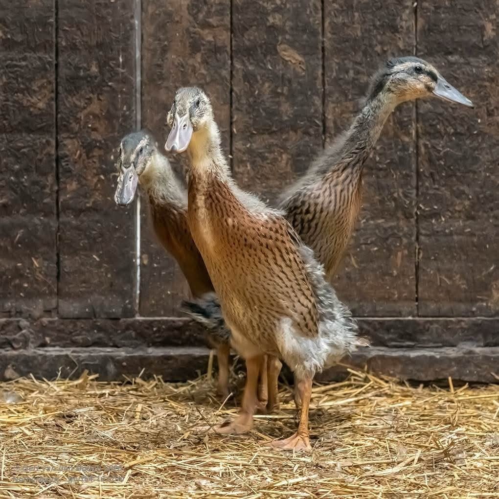 Jonge Indische Loopeenden - (van 5/6 Aug 2026), Dieren en Toebehoren, Geslacht onbekend, Eend