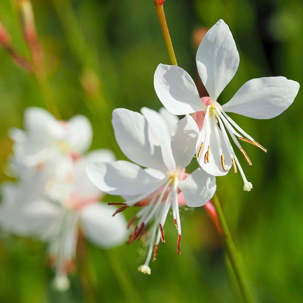 Prachtkaars - Gaura lindheimeri Sparkle White te koop, Tuin en Terras, Ophalen, Vaste plant, Overige soorten