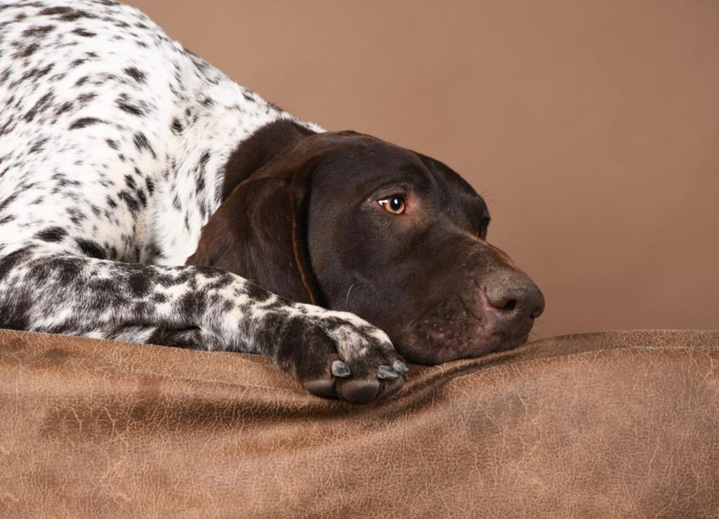 Prachtige, superlieve duitse staande reu, Dieren en Toebehoren, Duitse Staande hond, België, Fokker | Hobbymatig, Reu