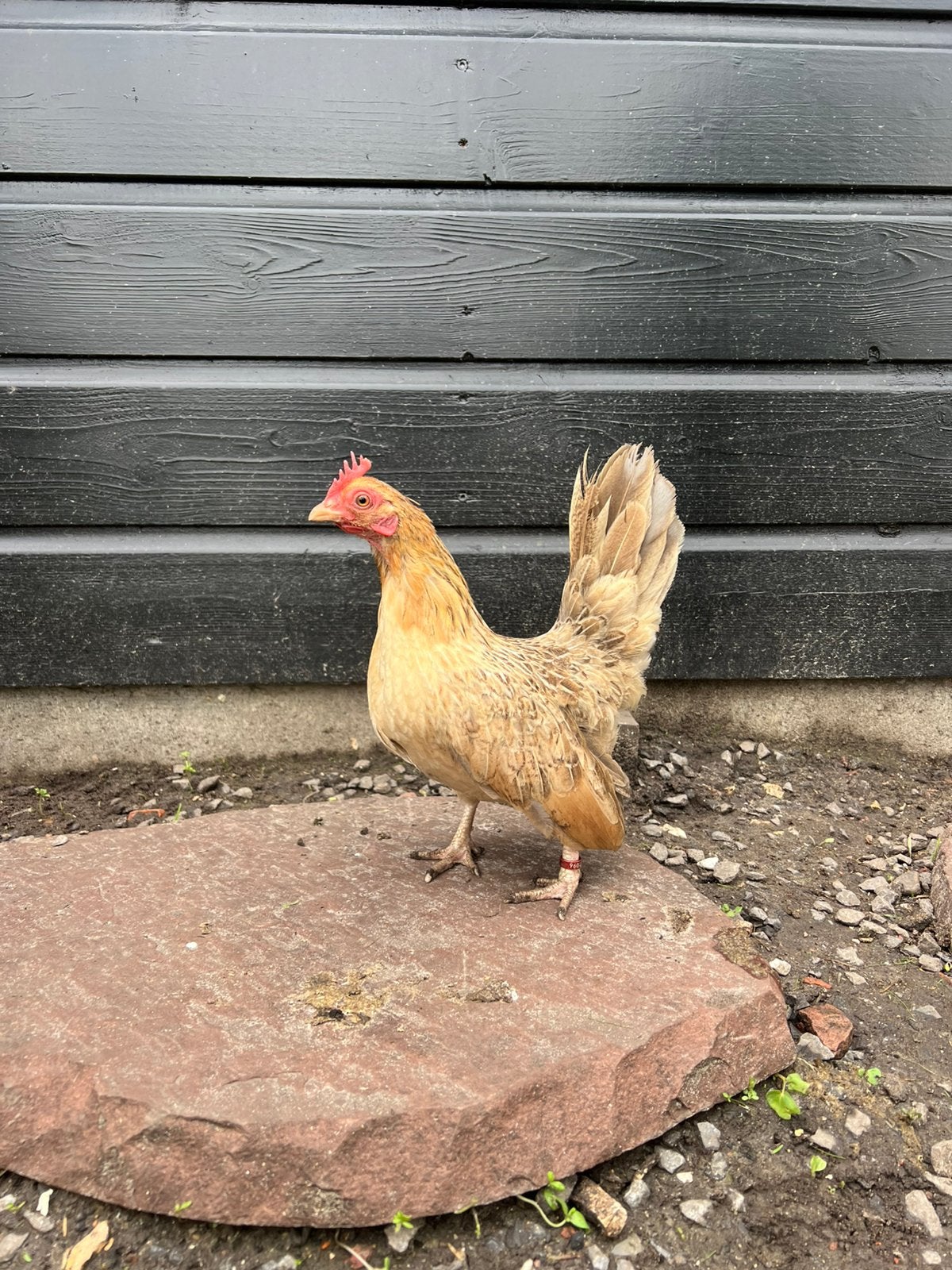 serama hen, Dieren en Toebehoren, Pluimvee, Vrouwelijk, Kip