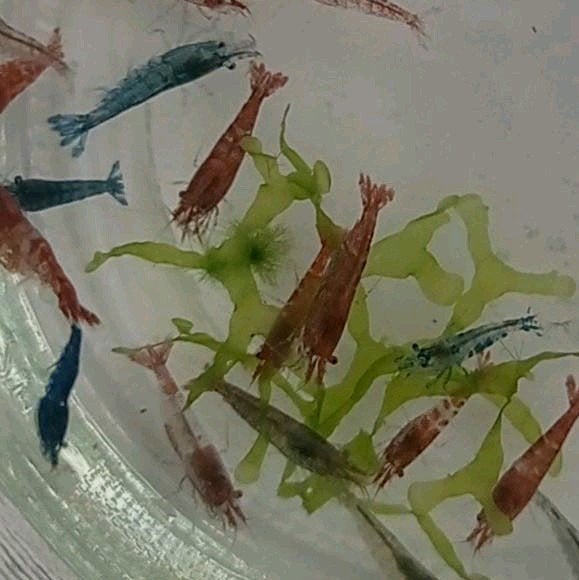 neocaradina garnalen mix, Kreeft, Krab of Garnaal