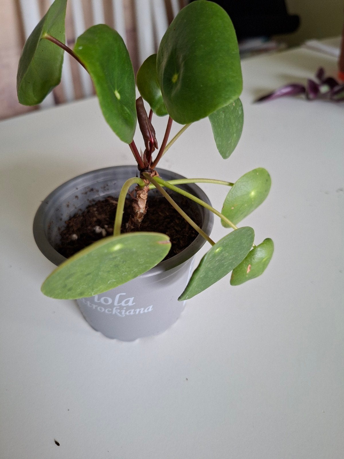 stek van Pannenkoekplantje - Pilea Peperomioides, Huis en Inrichting, Groene kamerplant, Ophalen of Verzenden, Halfschaduw